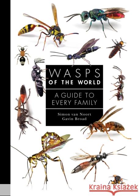 Wasps of the World: A Guide to Every Family Gavin Broad 9780691238548 Princeton University Press