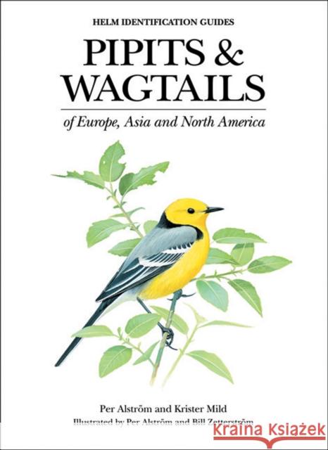 Pipits and Wagtails of Europe, Asia and North America Per Alström, Krister Mild, Per Alström, Bill Zetterstrom 9780713658347 Bloomsbury Publishing PLC