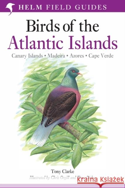 A Field Guide to the Birds of the Atlantic Islands: Canary Islands, Madeira, Azores, Cape Verde Mr Tony Clarke, Mr Chris Orgill, Tony Disley 9780713660234