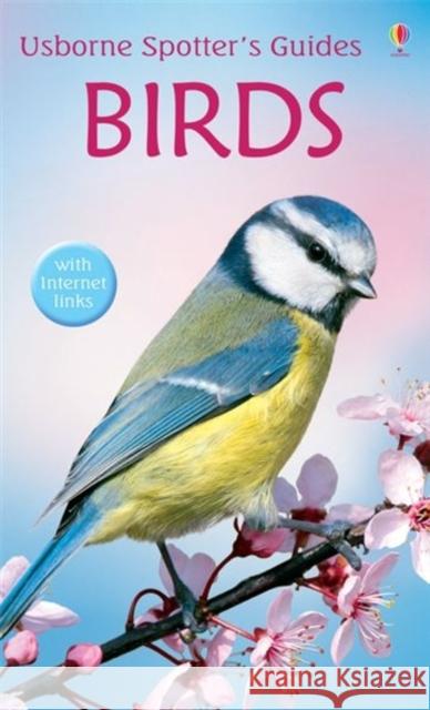 Birds   9780746073551 Usborne Publishing Ltd