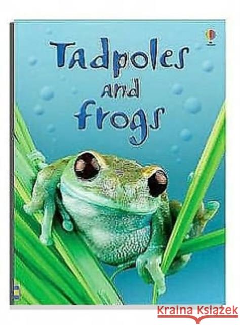 Tadpoles and Frogs   9780746074558 Usborne Publishing Ltd