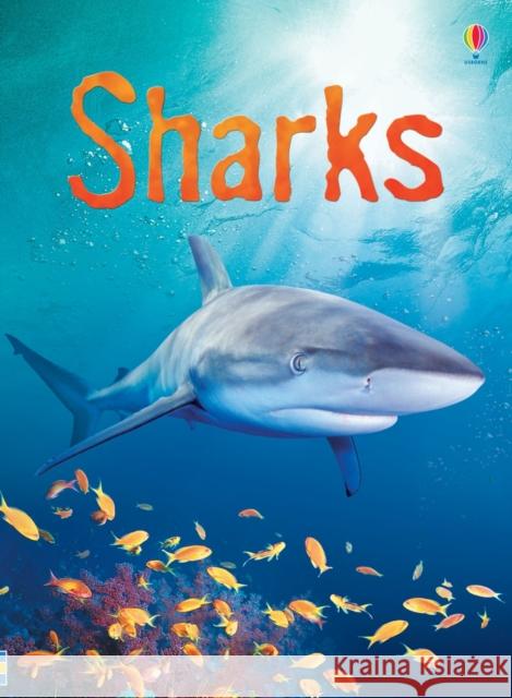 Sharks Catriona Clarke 9780746074756