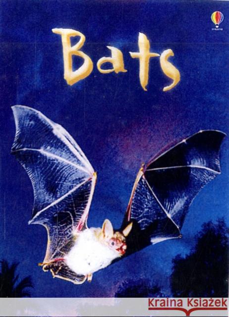 Bats Megan Cullis 9780746099650 Usborne Publishing Ltd