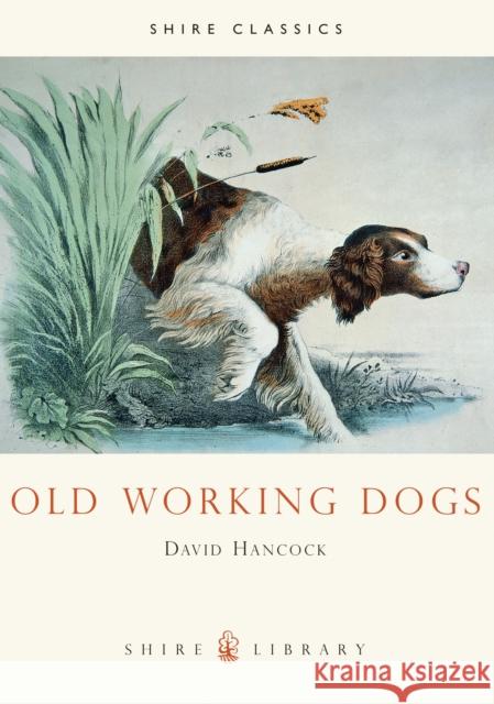 Old Working Dogs David Hancock 9780747803768