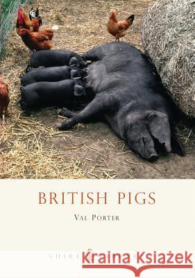 British Pigs Val Porter 9780747807636 Bloomsbury Publishing PLC