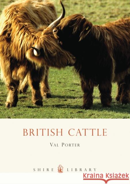 British Cattle Val Porter 9780747807643 Bloomsbury Publishing PLC