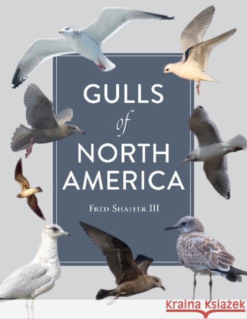 Gulls of North America Fred Shaffer 9780764362941 Schiffer Publishing