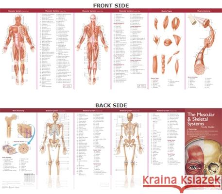 Anatomical Chart Company's Illustrated Pocket Anatomy: The Muscular & Skeletal Systems Study Guide   9780781776783 0