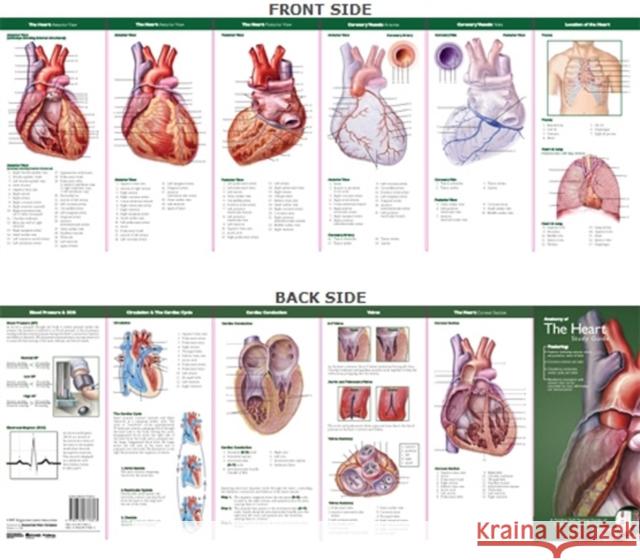 Anatomical Chart Company's Illustrated Pocket Anatomy: Anatomy of the Heart Study Guide Anatomical Chart Company 9780781776813 0