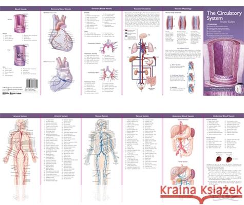 Anatomical Chart Company's Illustrated Pocket Anatomy: The Circulatory System Study Guide   9780781776851 0