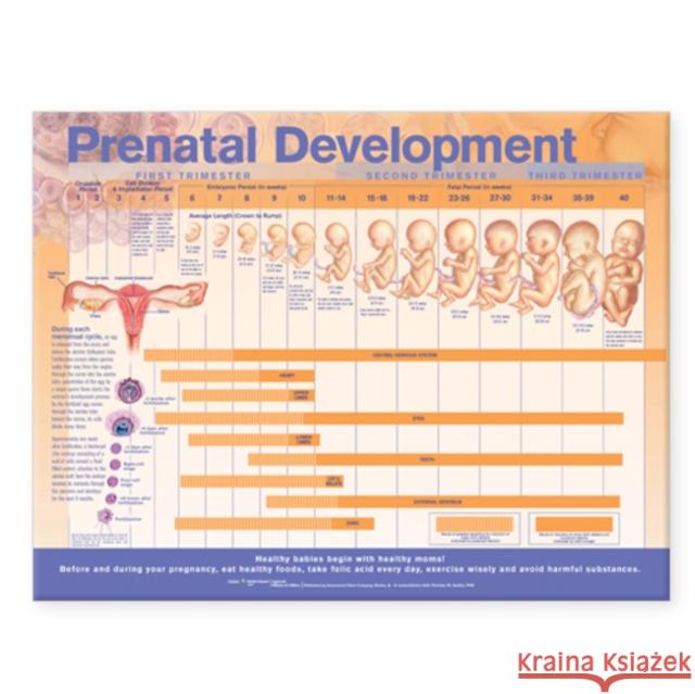 Prenatal Development Anatomical Chart  Anatomical Chart Company 9780781782265 0