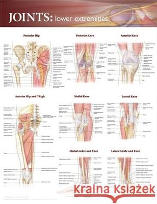 Joints of the Lower Extremities Anatomical Chart Anatomical Chart Company 9780781786638 Anatomical Chart Company
