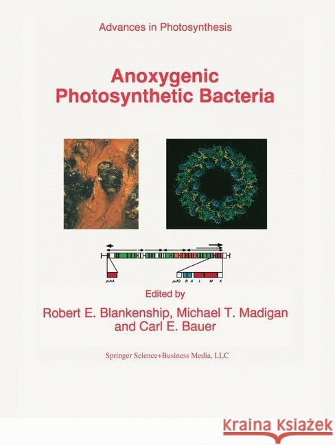 Anoxygenic Photosynthetic Bacteria Blankenship, R. E. 9780792336822 Springer Netherlands