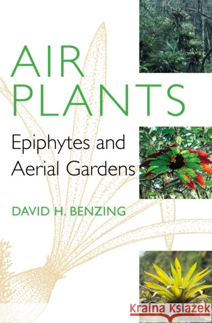 Air Plants: Epiphytes and Aerial Gardens Benzing, David H. 9780801450433 Cornell University Press