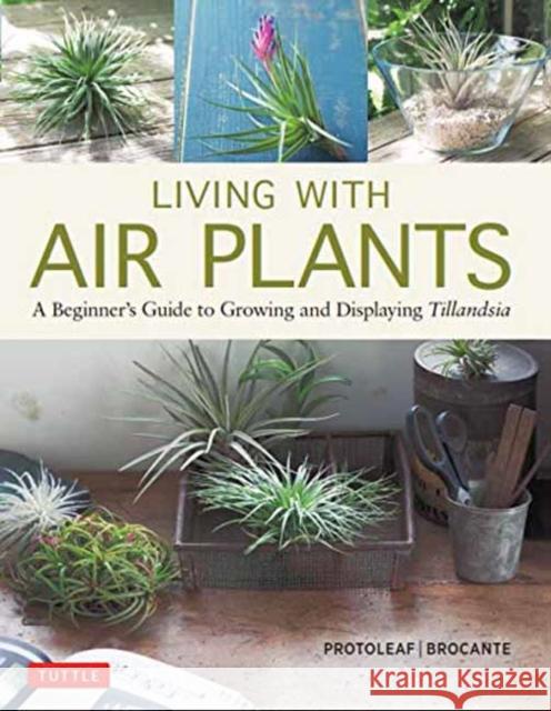 Living with Air Plants: A Beginner's Guide to Growing and Displaying Tillandsia  9780804851046 Tuttle Publishing