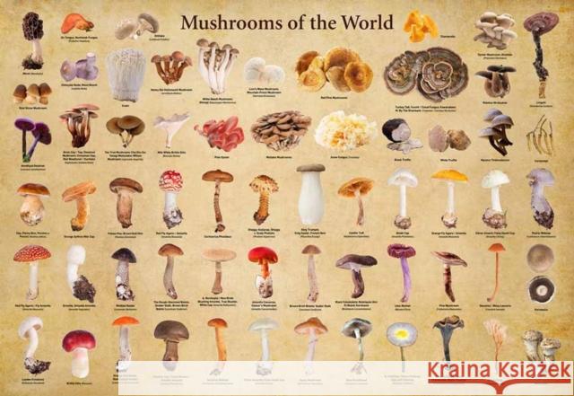 Mushrooms of the World - 1000 Piece Jigsaw Puzzle: for Adults and Families - Finished Puzzle Size 29 x 20 inch (74 x 51 cm); A3 Sized Poster  9780804856768 Tuttle Publishing