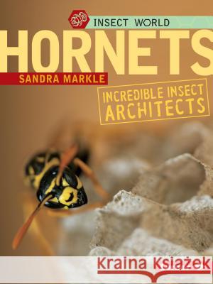 Hornets: Incredible Insect Architects Sandra Markle 9780822589839 Lerner Classroom