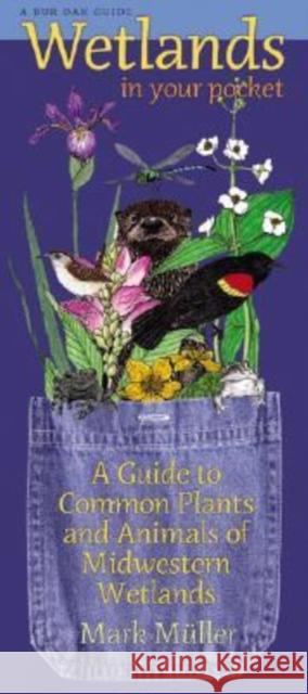 Wetlands in Your Pocket: A Guide to Common Plants and Animals of Midwestern Wetlands Muller, Mark 9780877459354 University of Iowa Press