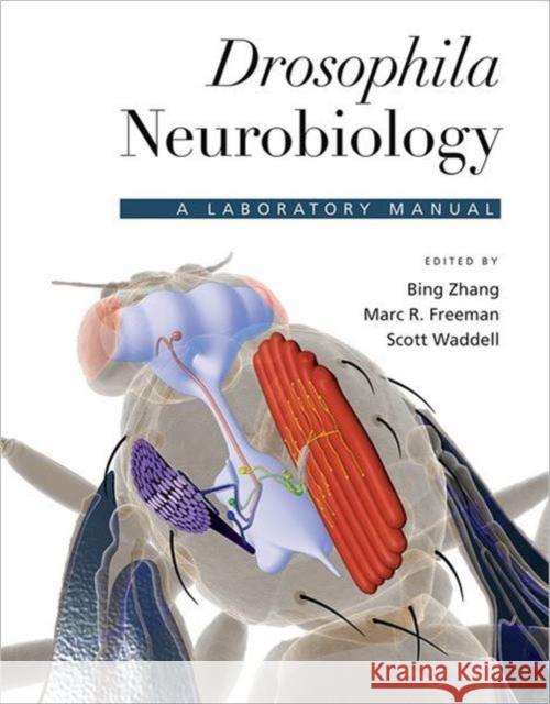 Drosophila Neurobiology : A Laboratory Manual Bing Zhang Marc R. Freeman Scott Waddell 9780879699055 