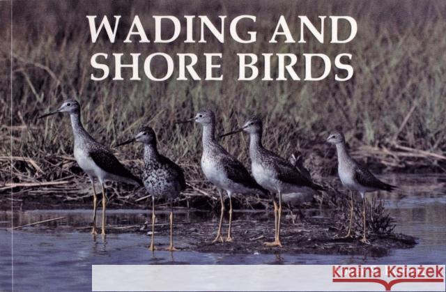 Wading and Shore Birds: A Photographic Study Roger S. Everett 9780887401329 Schiffer Publishing