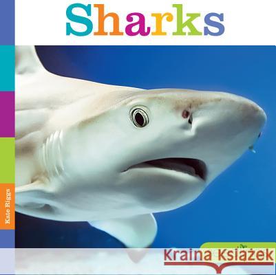 Sharks Kate Riggs 9780898128871 Creative Paperbacks