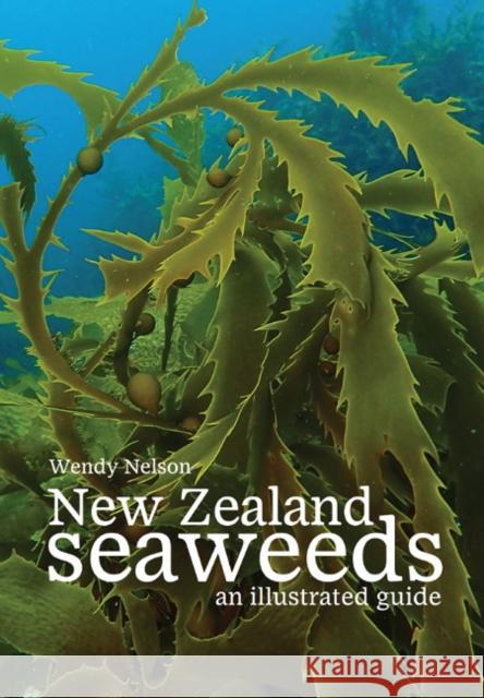New Zealand Seaweeds : An Illustrated Guide Wendy Nelson 9780995113602 Te Papa Press