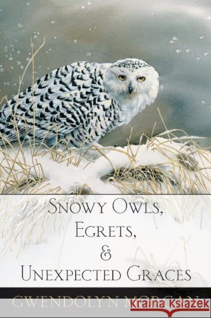 Snowy Owls, Egrets, and Unexpected Graces Gwendolyn Morgan 9780997592702 Hiraeth Press