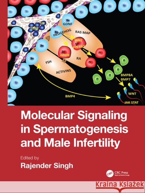 Molecular Signaling in Spermatogenesis and Male Infertility Rajender Singh 9781032085739 CRC Press