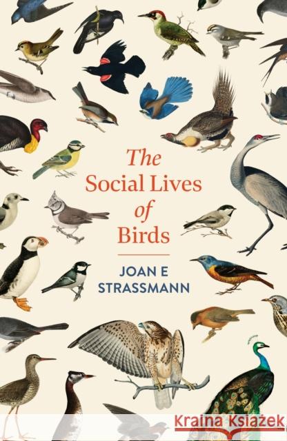 The Social Lives of Birds: a must-read for bird and nature lovers Joan E. Strassmann 9781035417131 Headline Publishing Group