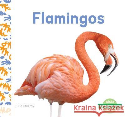 Flamingos Julie Murray 9781098264147 Abdo Kids Junior