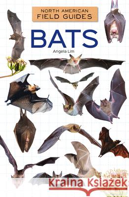 Bats Angela Lim 9781098298944