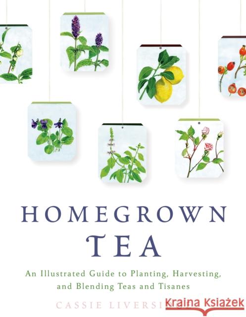 Homegrown Tea: An Illustrated Guide to Planting, Harvesting, and Blending Teas and Tisanes Liversidge, Cassie 9781250039415