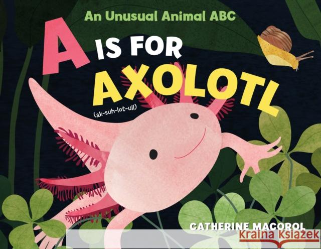 A Is for Axolotl: An Unusual Animal ABC Catherine Macorol 9781250108104 Henry Holt & Company