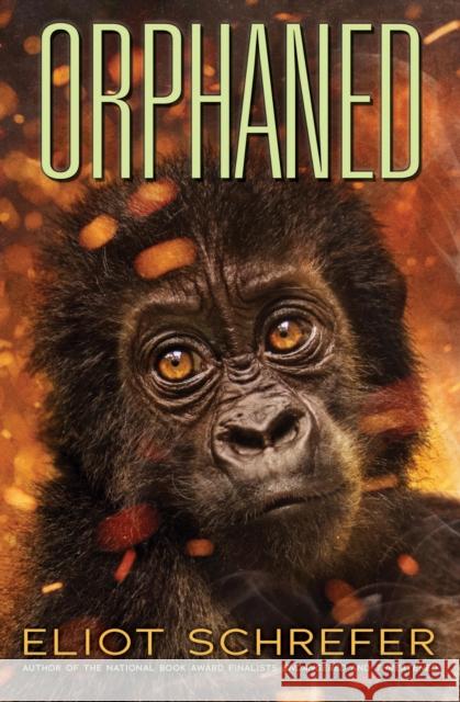 Orphaned (Ape Quartet #4) Eliot Schrefer 9781338608311