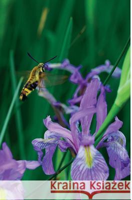 Petite Wild Blue Iris Journal Jordan Wunderlich 9781364011338 Blurb