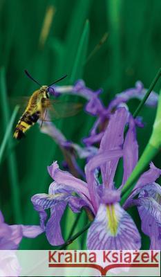 Petite Wild Blue Iris Journal Jordan Wunderlich 9781364011352 Blurb