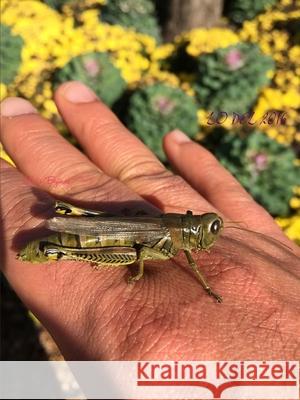 Lo Del 2016 Luis Bejines 9781365771682 Lulu.com