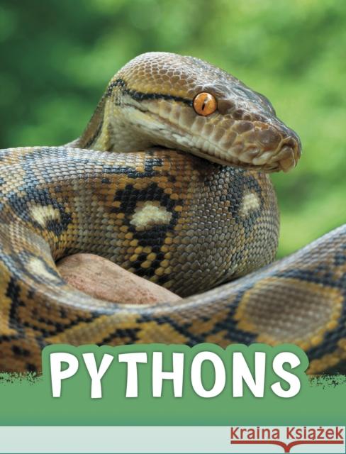 Pythons Martha E. H. Rustad 9781398202474 Capstone Global Library Ltd