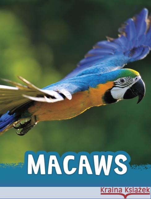 Macaws Jaclyn Jaycox 9781398213142 Capstone Global Library Ltd