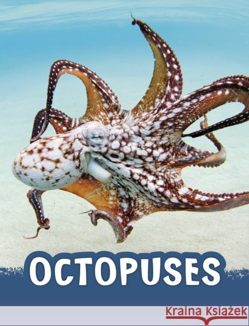 Octopuses Jaclyn Jaycox 9781398224919