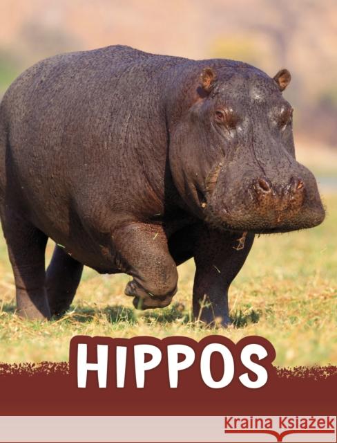 Hippos Jaclyn Jaycox 9781398238756