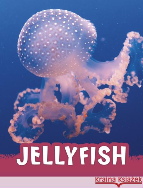 Jellyfish Jaclyn Jaycox 9781398238800 Capstone Global Library Ltd