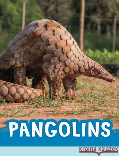 Pangolins Jaclyn Jaycox 9781398238831