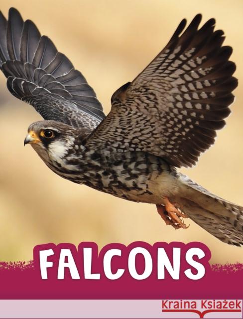 Falcons Jaclyn Jaycox 9781398243958