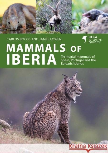 Mammals of Iberia James Lowen 9781399411936 Bloomsbury Publishing PLC