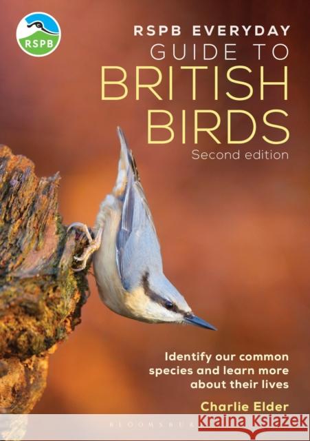 RSPB Everyday Guide to British Birds: Identify our common species and learn more about their lives Charlie Elder 9781399413275 Bloomsbury Publishing PLC