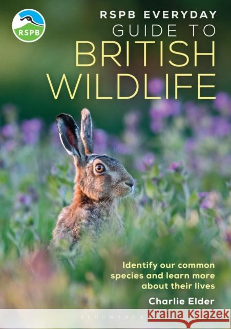 RSPB Everyday Guide to British Wildlife: Identify our common species and learn more about their lives Charlie Elder 9781399413329 Bloomsbury Publishing PLC