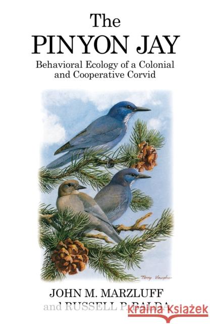 The Pinyon Jay Russel P. Balda 9781408136935 Bloomsbury Publishing PLC