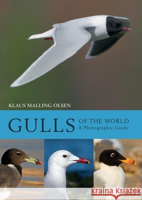Gulls of the World: A Photographic Guide Klaus Malling Olsen 9781408181645 Bloomsbury Publishing PLC
