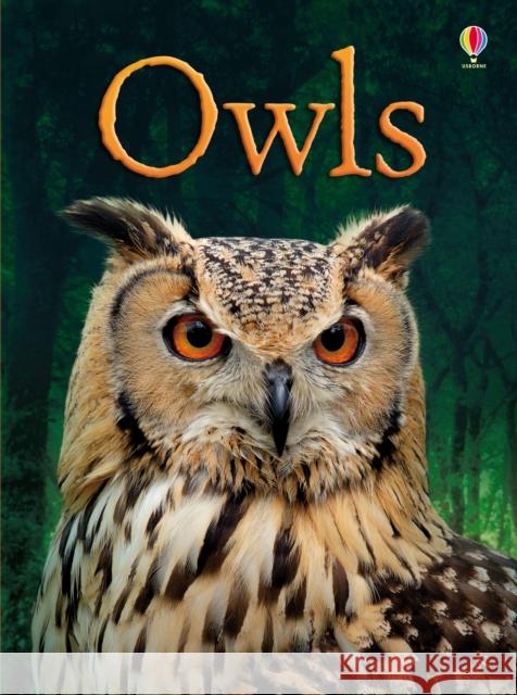 BEG Owls Emily Bone 9781409530664 0